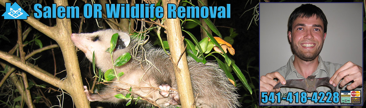 Salem Wildlife and Animal Removal